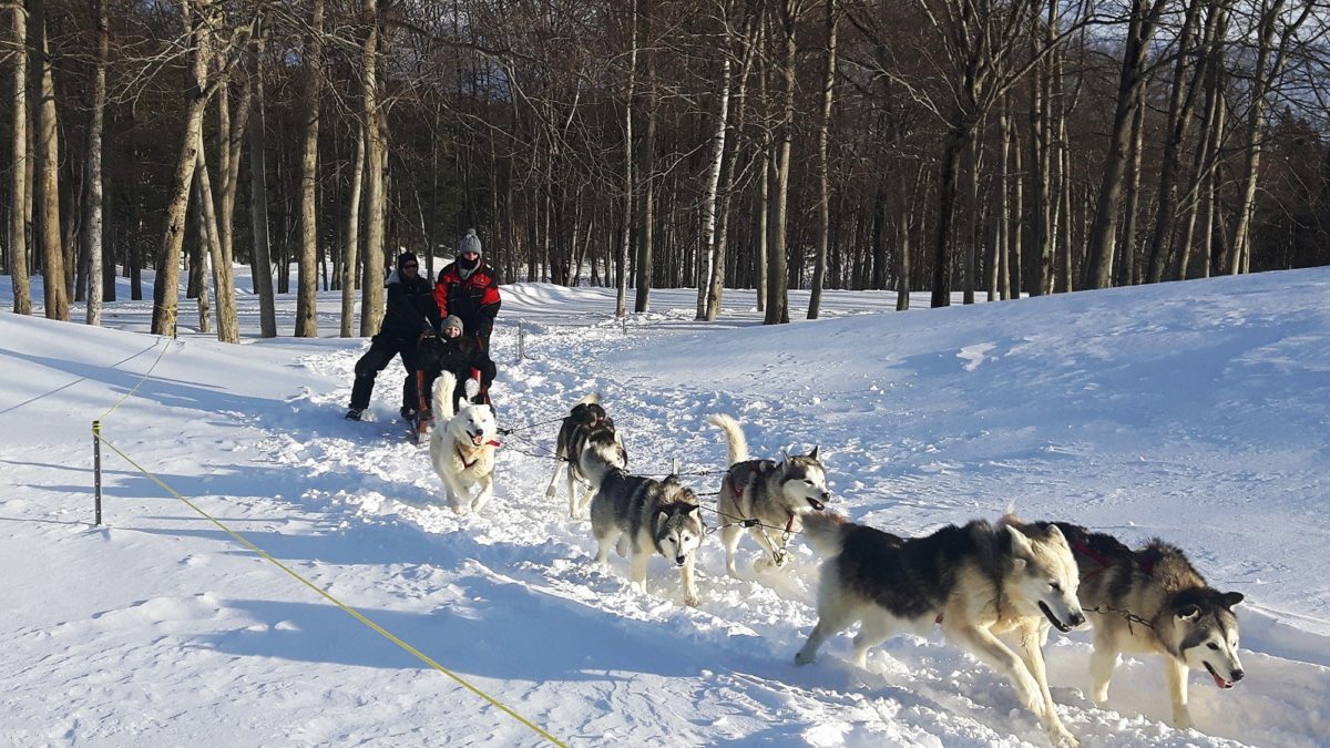 Randonnée en traîneau à chiens